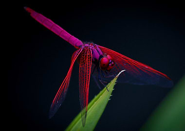 red dragonfly