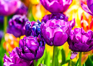 Tulips Color Festival