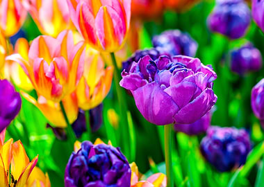 Tulips Color Festival