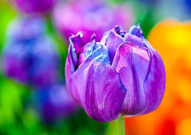 Tulips Color Festival