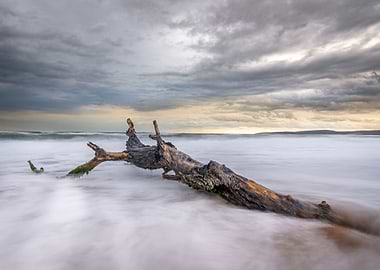 Lonely tree on the beach