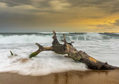Lonely tree on the beach