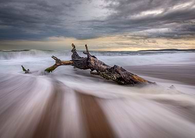 Lonely tree on the beach