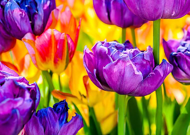 Tulips Color Festival