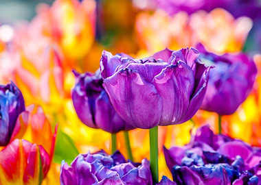 Tulips Color Festival