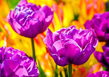 Tulips Color Festival