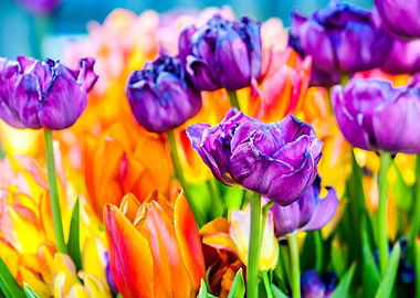 Tulips Color Festival