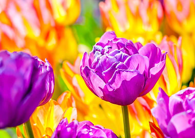 Tulips Color Festival