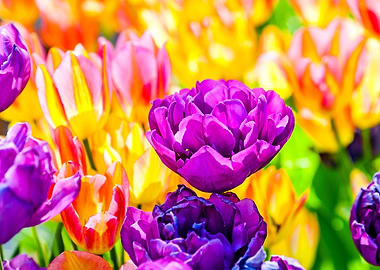 Tulips Color Festival