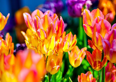 Tulips Color Festival