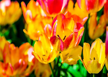 Tulips Color Festival