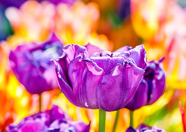 Tulips Color Festival