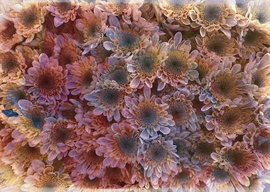 daisies on texture