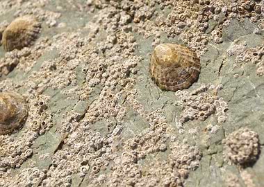 barnacles