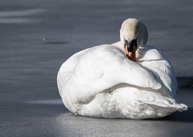 Grooming Swan