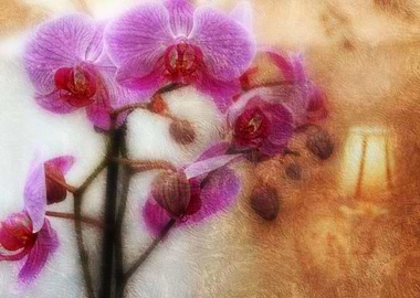 orchids