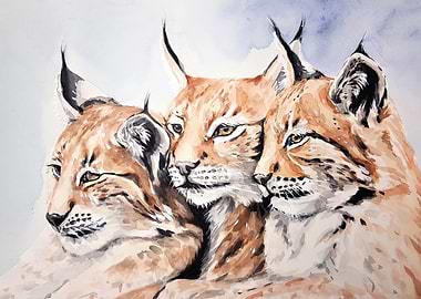 Three Lynx