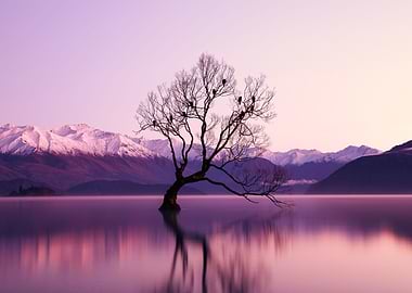 Bare Bird Tree at Dawn