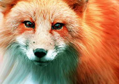 fox