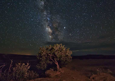 Tree and the Milky Way