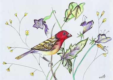 Red billed Firefinch