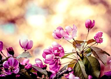 Pink Beige Apple Blossoms
