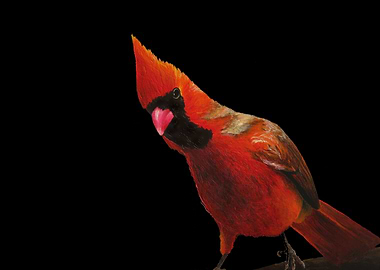 Cardinal 2