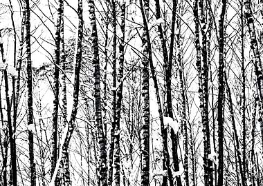 SnowCovered Birch Trees