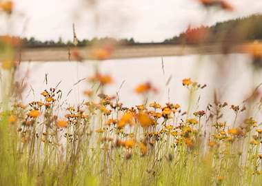 Orange hawkweed