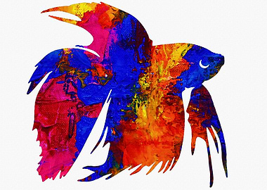 Betta Fish