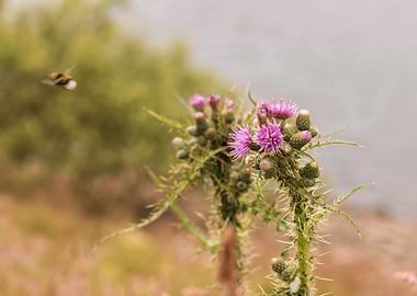 Bee and thistles