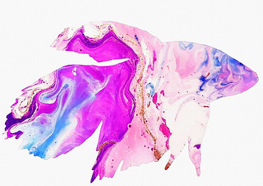 Betta Fish purple striated