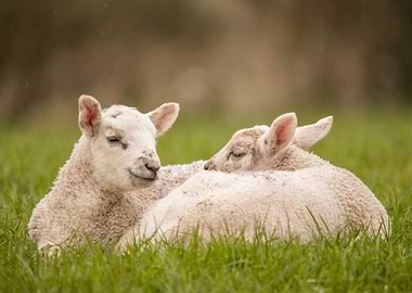 Spring lambs