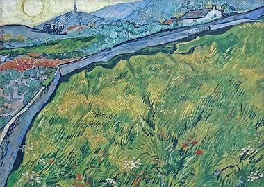 Field of Spring Wheat at S