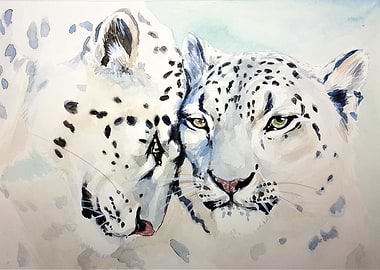 Two Snow Leopards