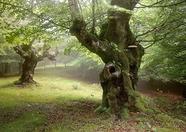 Forest old trees