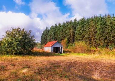 The Forest Shed
