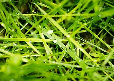 Leafs water drops macro hq