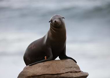 California Sea lion