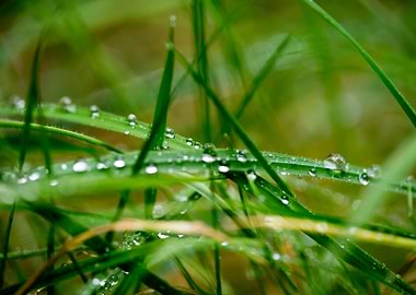 Leafs water drops macro hq