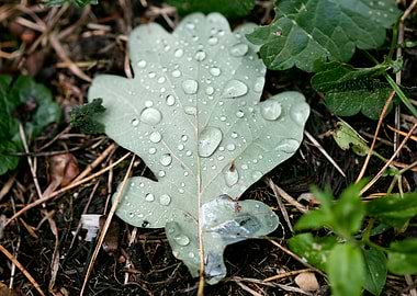 Leafs water drops macro hq