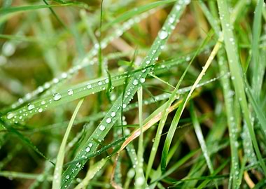Leafs water drops macro hq