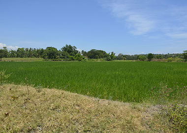 RiceField HagonoyDvodelSur