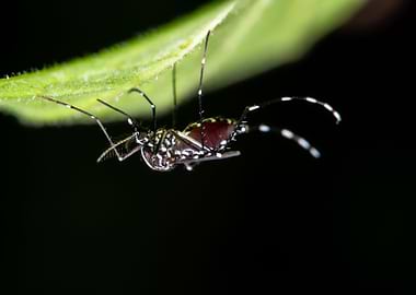 Macro mosquito on the lea