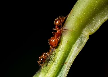 Macro ants on green leaves