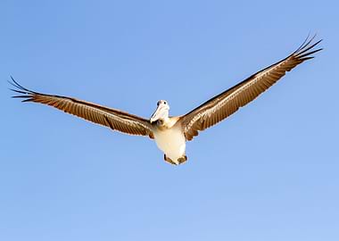 Brown Pelican in flight