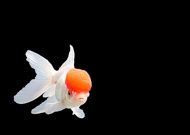 Lionhead Goldfish or Ranch