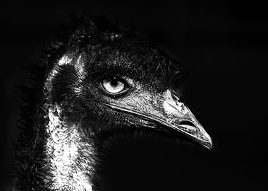 The Evil Emu