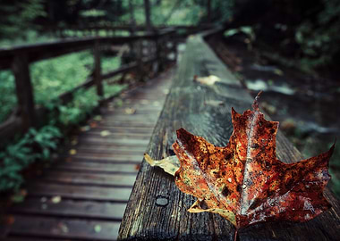Autumn Boardwalk