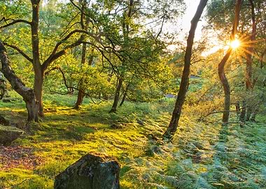 Beautiful Nature Landscape